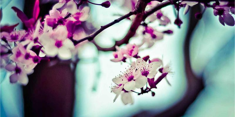 从道家与儒家经典视角解读：龙舟竞渡如何成为现代社会的凝聚力符号