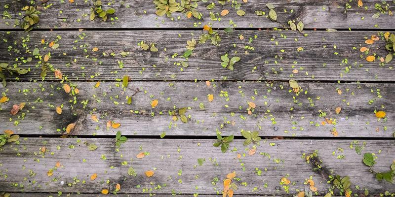 传统书画鉴赏入门：从笔墨气韵到诗词道家精神的文人世界