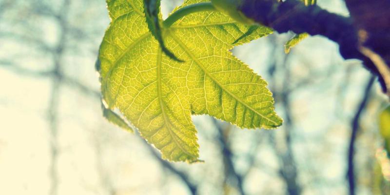 历史长河中的国学智慧：以知识分享唤醒传统文化生命力