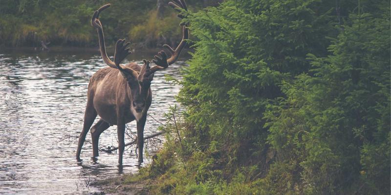 历史长河中的诗词回响:探寻传统文化63的永恒魅力