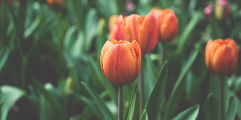 经典永流传:诗词与国学中的传统文化最佳实践