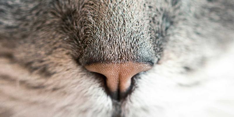 诗词中的道家智慧:一场跨越千年的知识分享