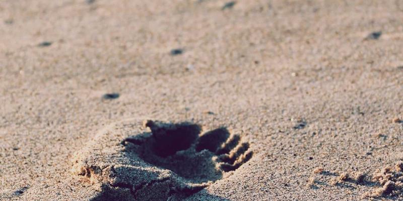 诗词经典中的隐逸密码：解读中国古典园林的历史与空间美学